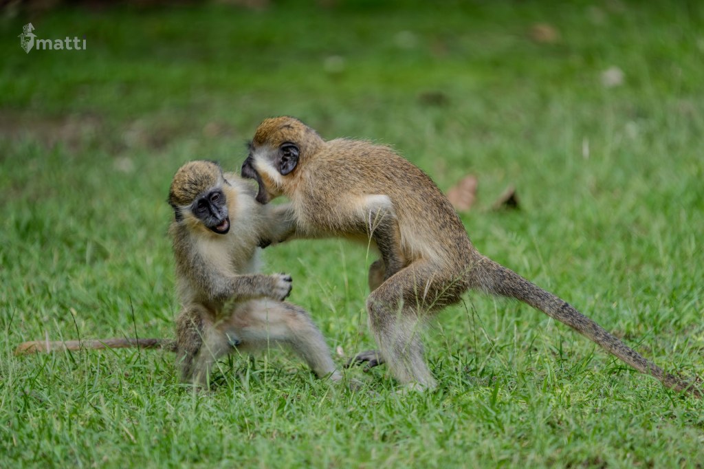 UWC Day 011 – Barbados – Driving through&nbsp;Paradise