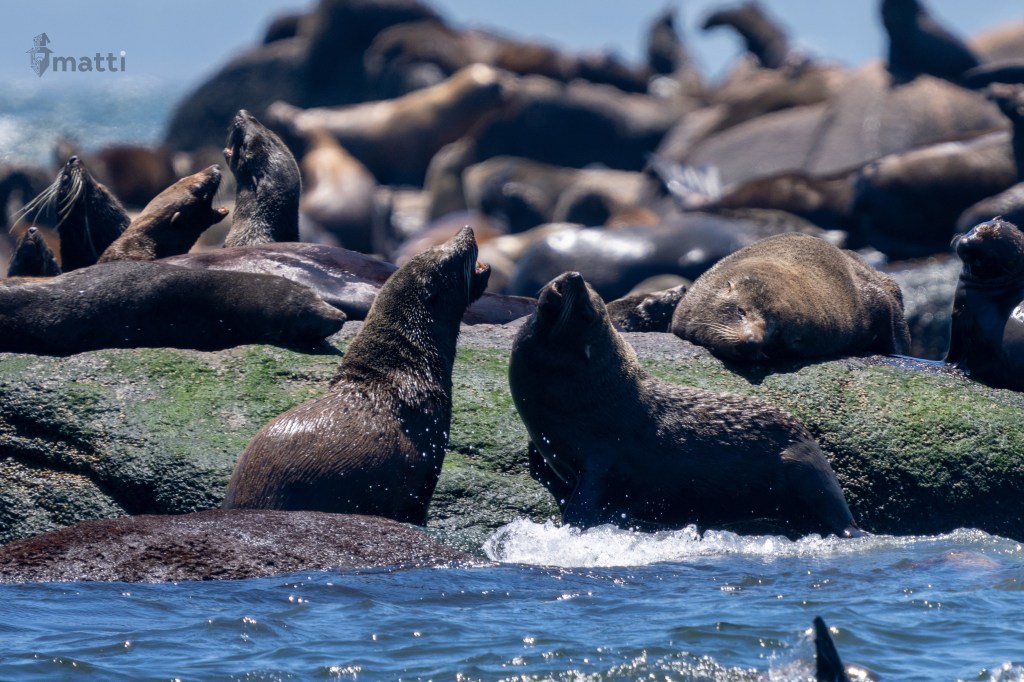 UWC Day 026 – Montevideo, Uruguay – Isla de Lobos, Punta del Este – Sea Lions&nbsp;Everywhere