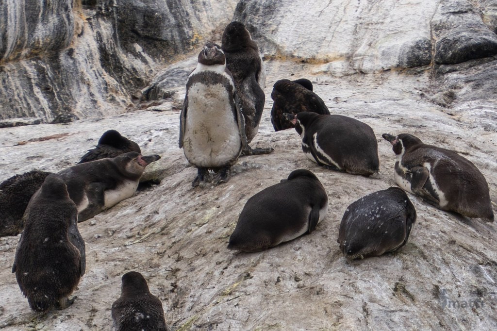 UWC Day 045 – Valparaíso, Chile – Natural Monument Isla Cachagua to see Humboldt&nbsp;Penguins