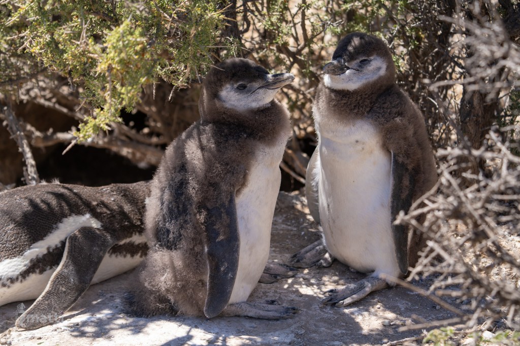 UWC Day 030 – Puerto Madryn, Argentina – Punta Tombo Penguin Rookery and Town of Gaiman for Welsh&nbsp;Tea