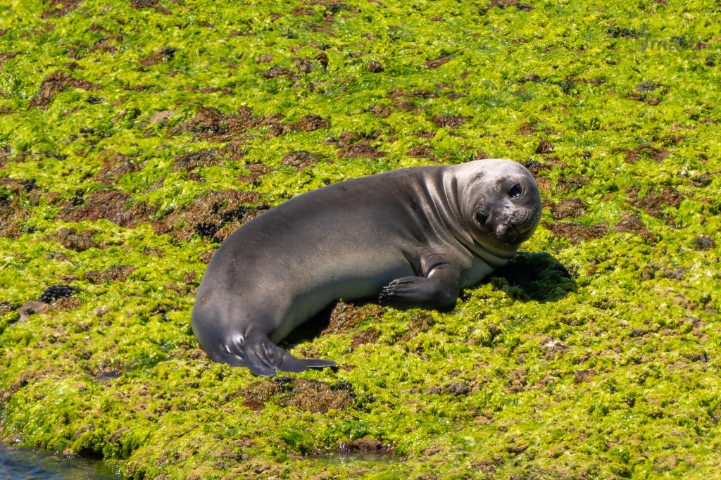 UWC Day 031 – Puerto Madryn, Argentina – Península&nbsp;Valdés