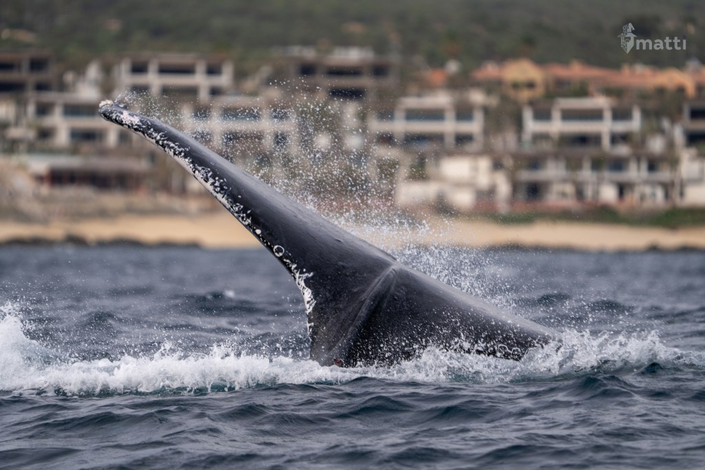 UWC Day 061 – Cabo San Lucas, Mexico – Up Close and Personal with&nbsp;Whales