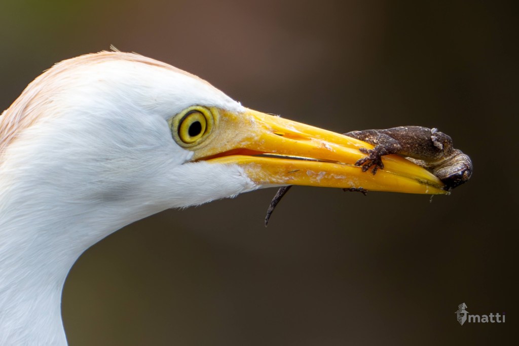 UWC Day 067 – Hana, Hawaii – Waiʻanapanapa State Park and more exploring of the East&nbsp;Side