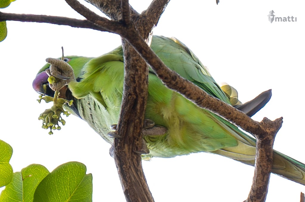 UWC Day 072 – Honolulu, Hawaii – Exploring the City and Taking Care of&nbsp;Errands