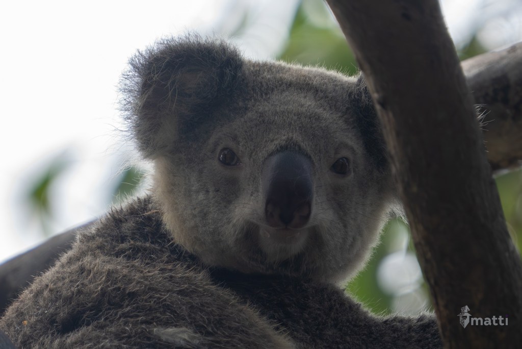 UWC Day 092 – Brisbane, Australia – Day Tour Observing Wildlife on North Stradbroke Island