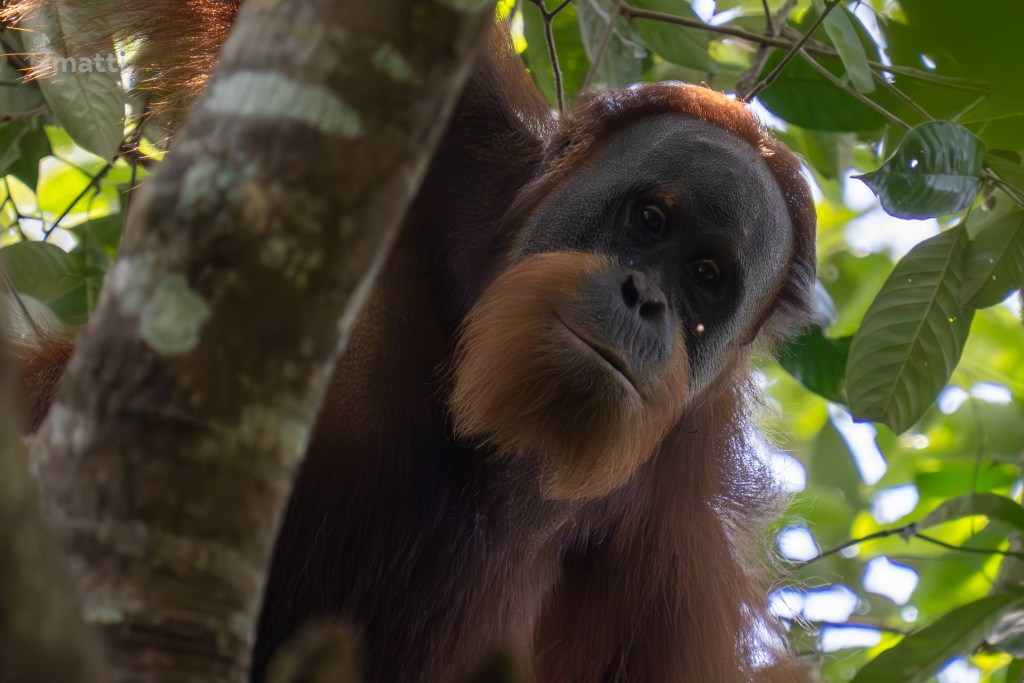 UWC Day 096 – Sumatra, Indonesia – Abundant Jungle Wildlife and Roughing It