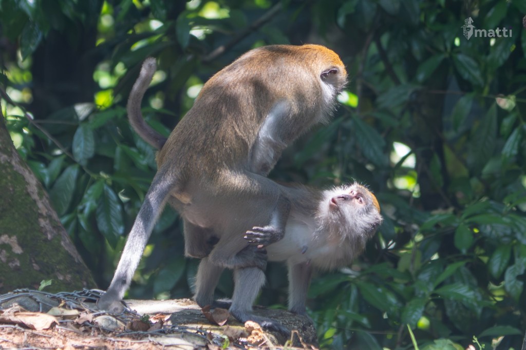 UWC Day 097 – Sumatra, Indonesia – Leaving the Jungle