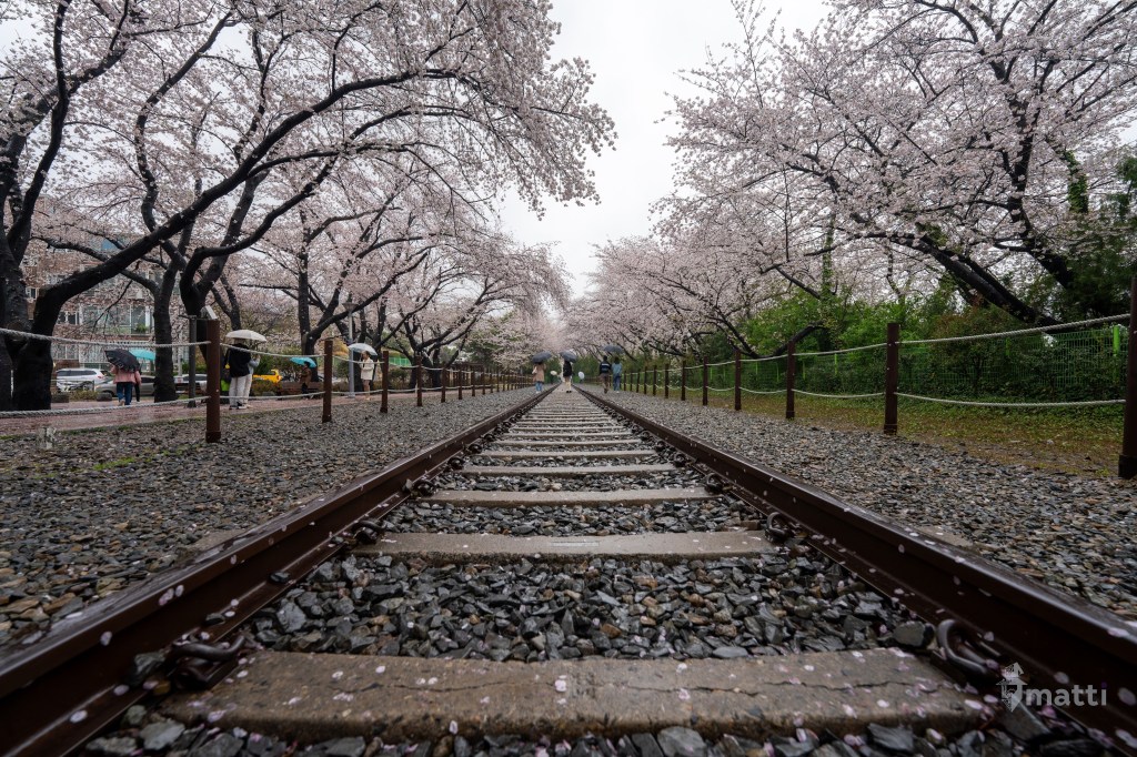 UWC Day 115 – Busan, South Korea – A Most Lovely Cherry Blossom&nbsp;Tour