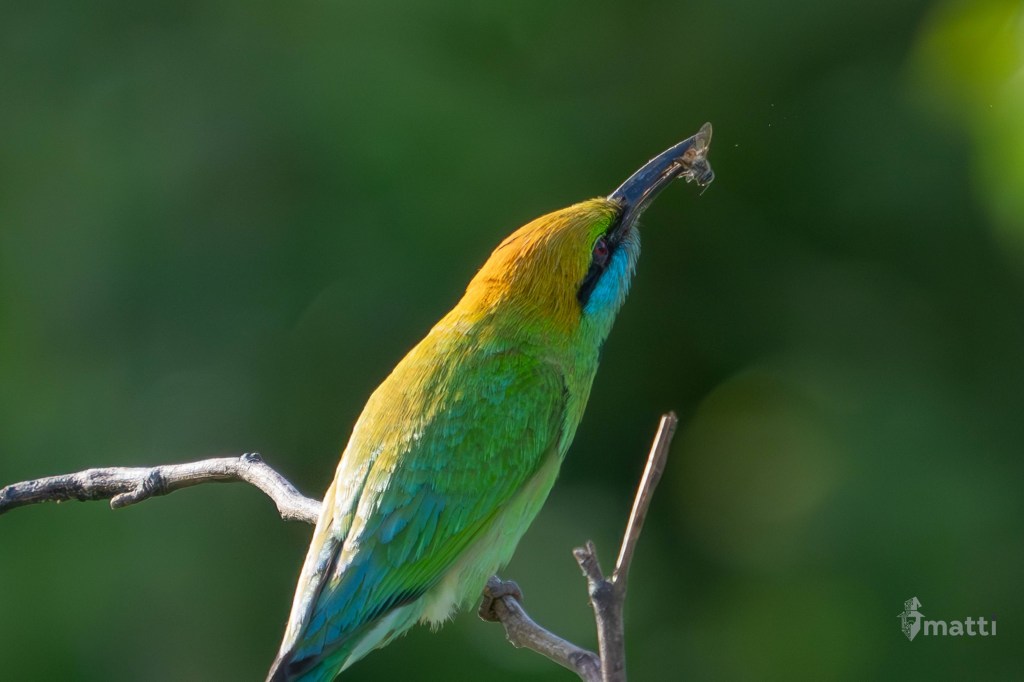 UWC Day 142 – Colombo, Sri Lanka – Early Morning Safari to Udawalawe National&nbsp;Park